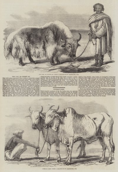 The Yak, or Thibet Ox by William Carpenter